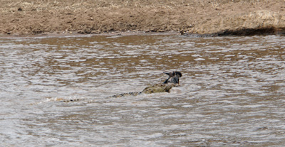 Not everybody makes it, Wildebeest, Tanzania 2016 - Mara River